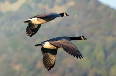 Canada Geese pair